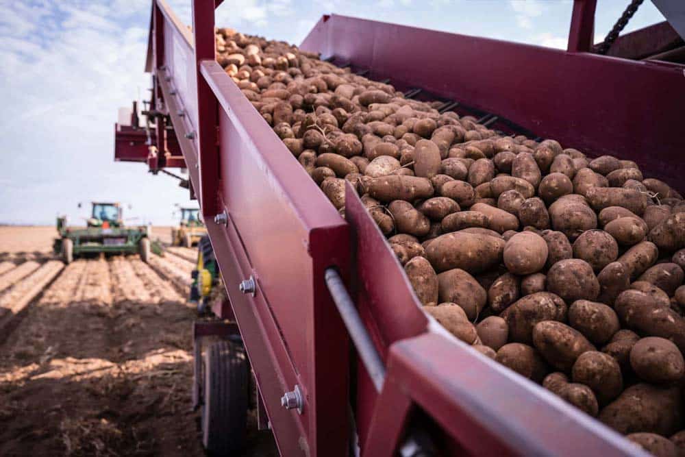 Colorado Potato Administrative Committee Truck Unloading Potatoes In San Luis Valley